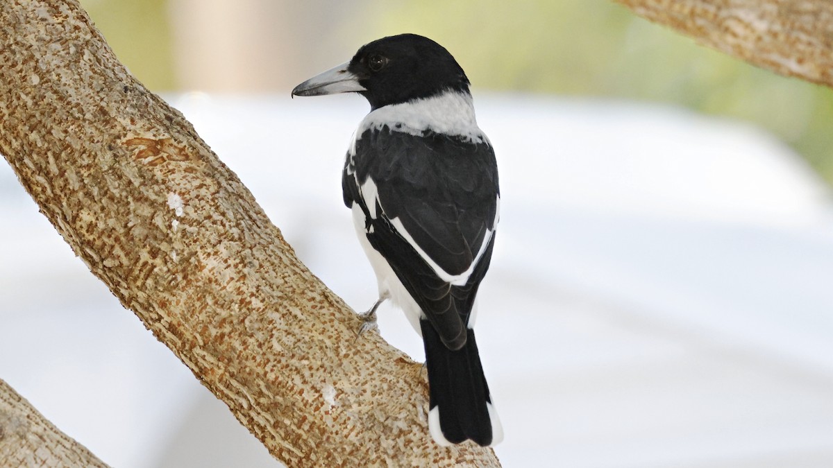 Pied Butcherbird - ML628293948