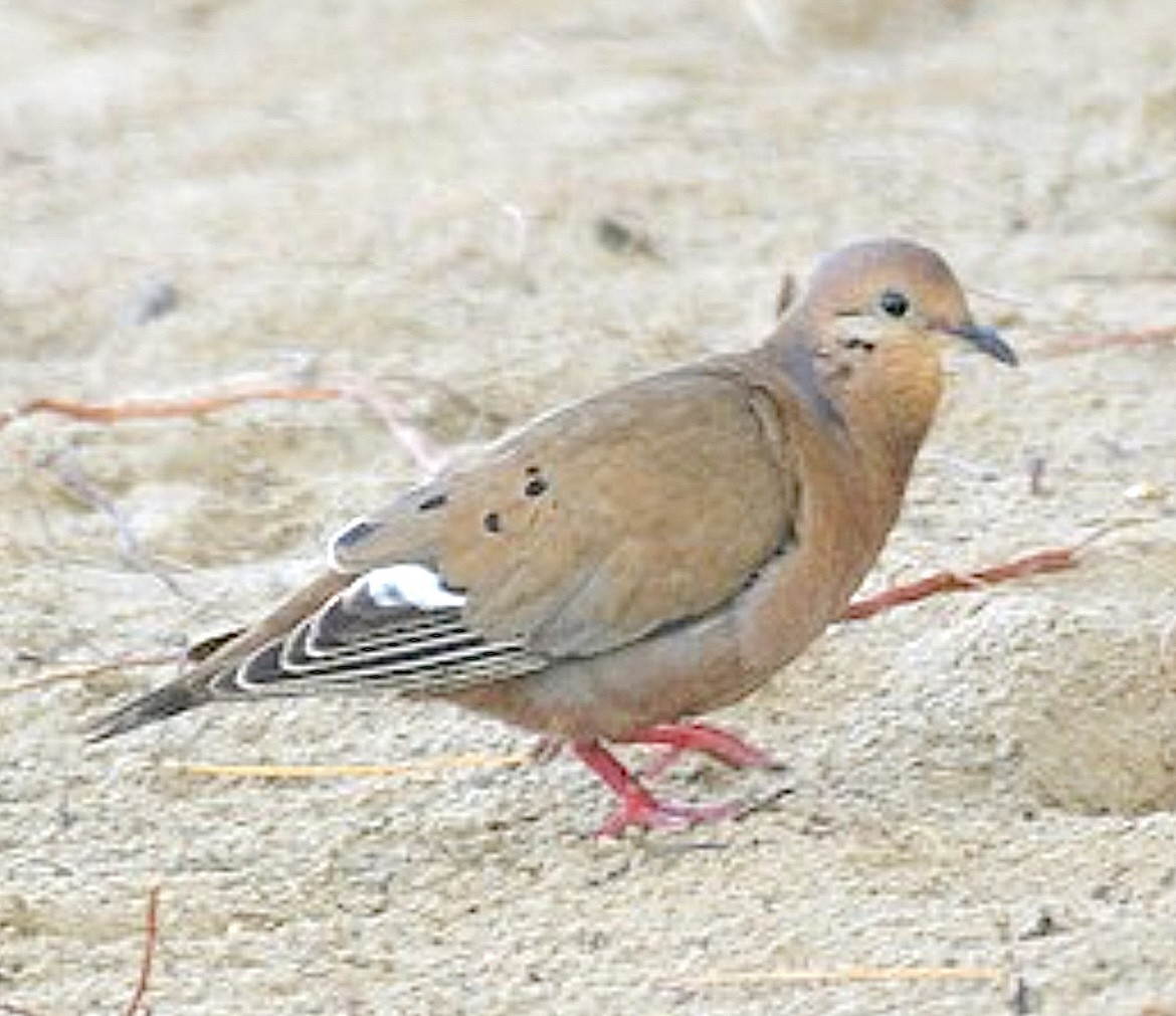 Zenaida Dove - ML628293977