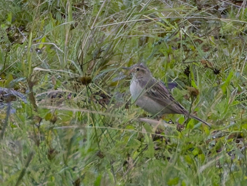 Blyth's Pipit - ML628294114