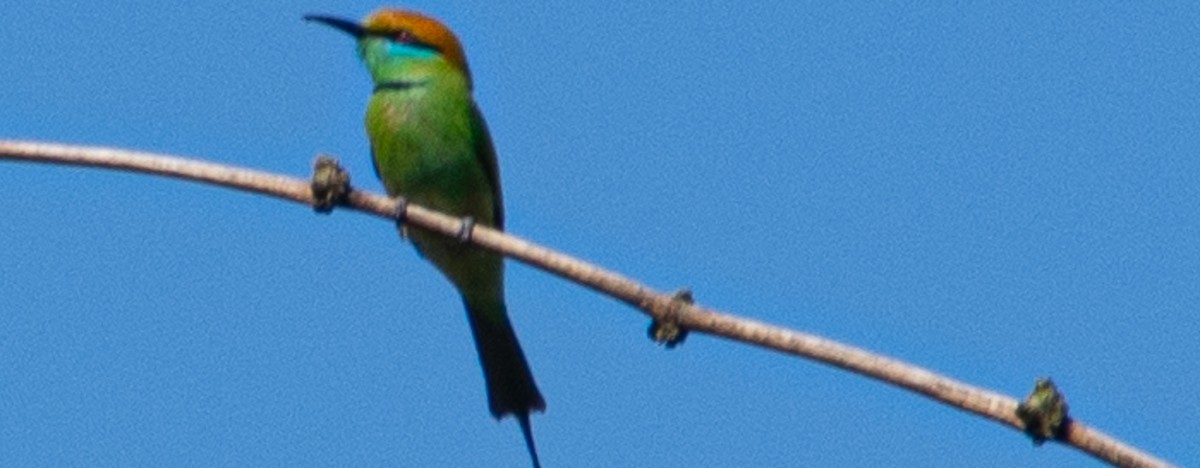 Asian Green Bee-eater - ML628294238