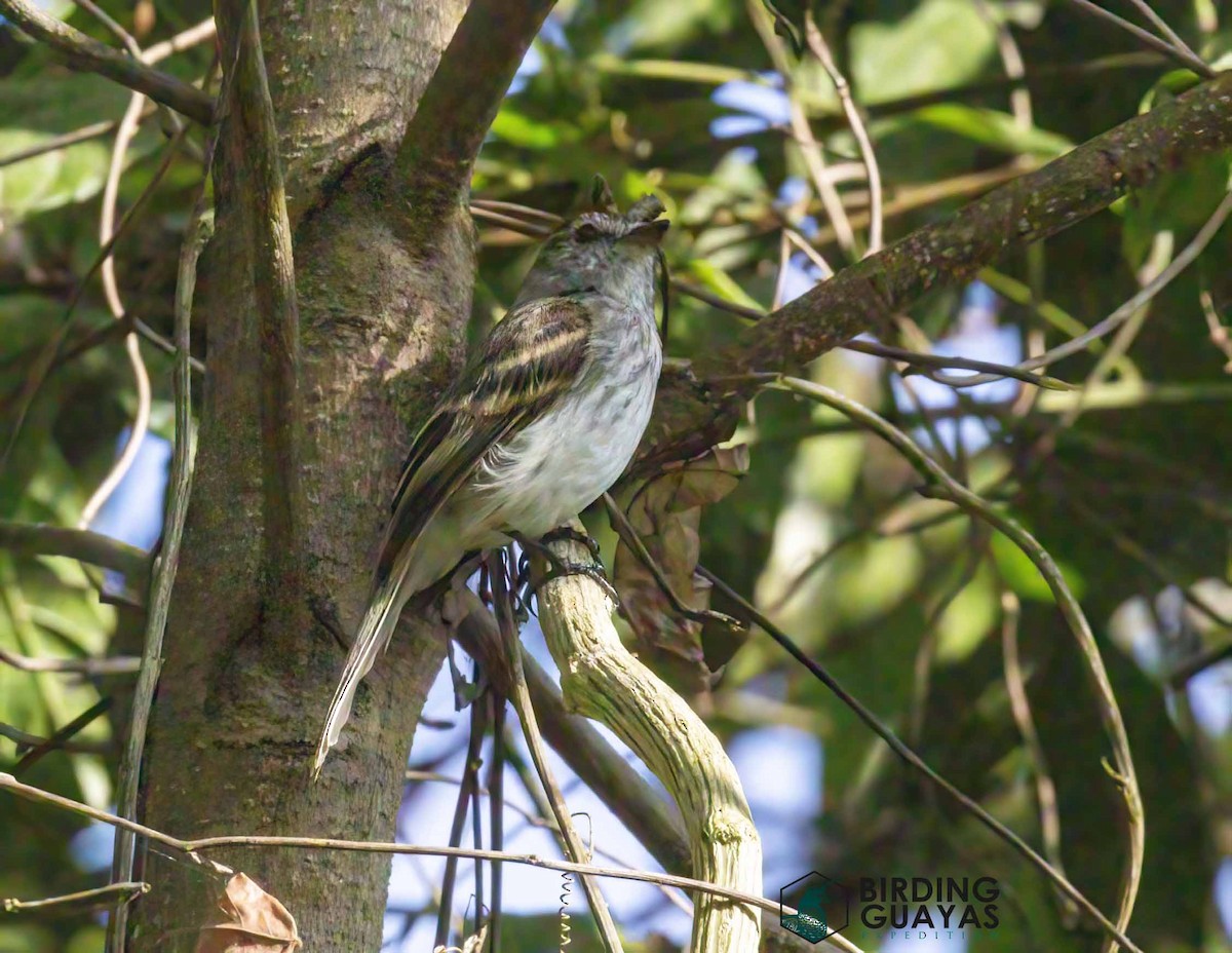 Mouse-gray Flycatcher - ML628294286