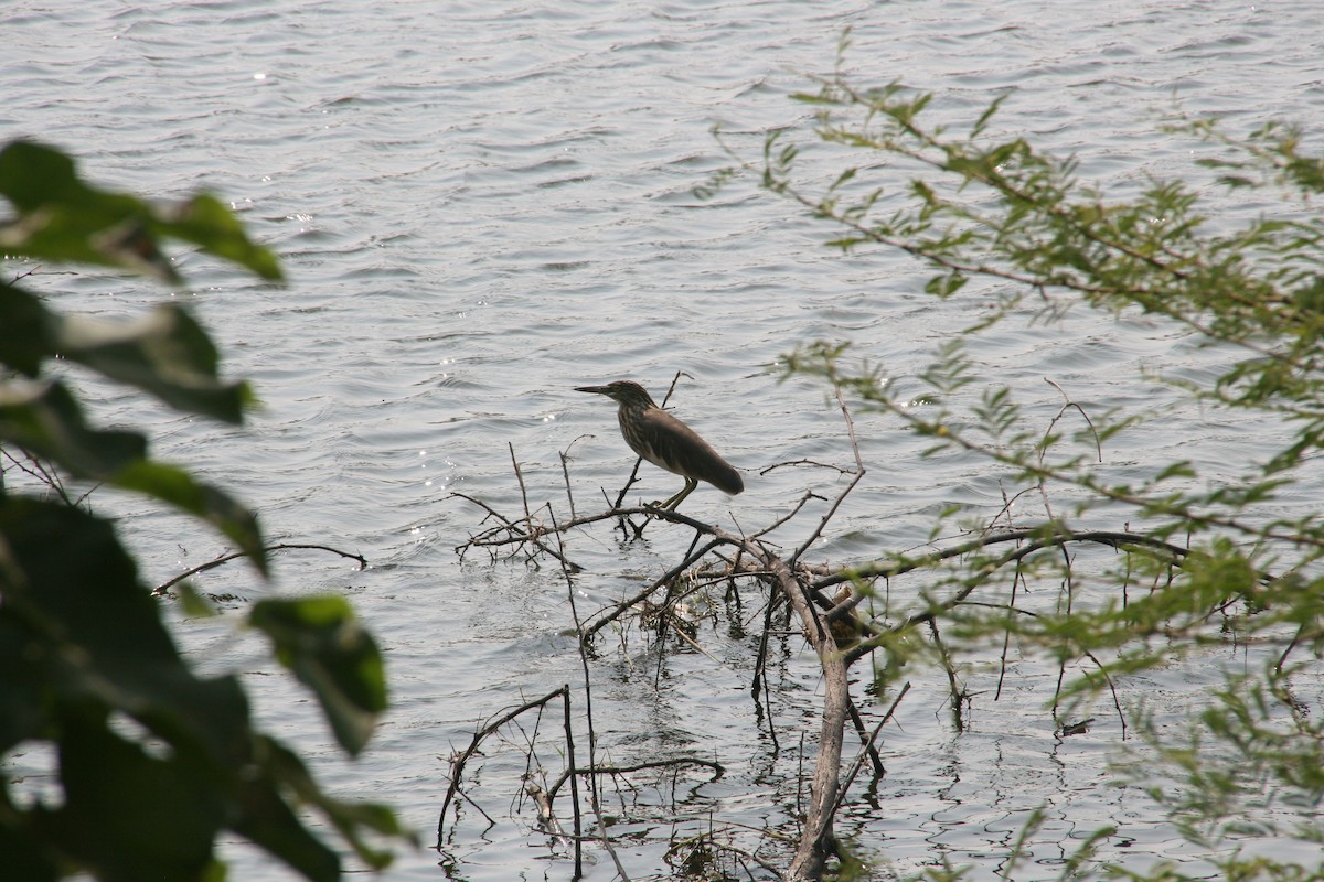 Black-crowned Night Heron - ML628294482