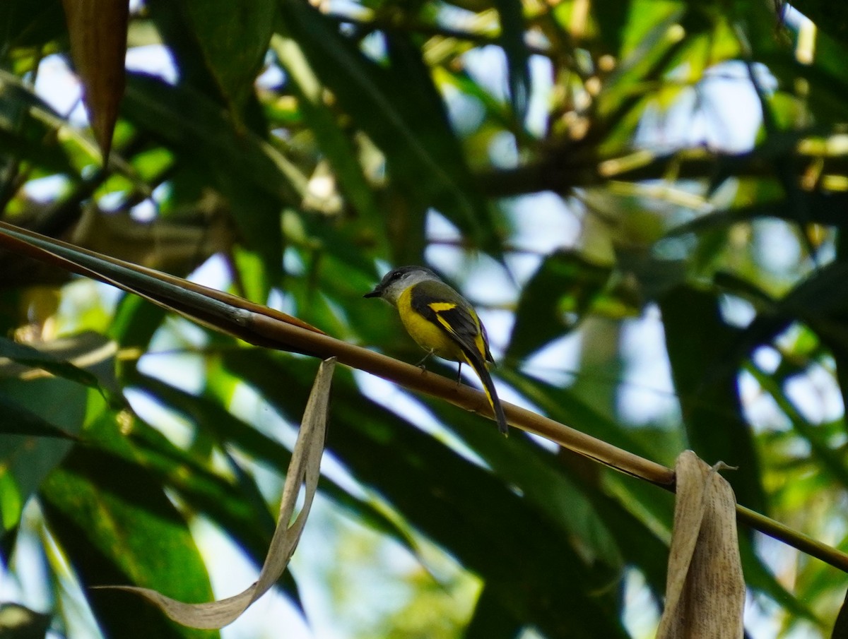 Minivet Gorjigrís - ML628294501