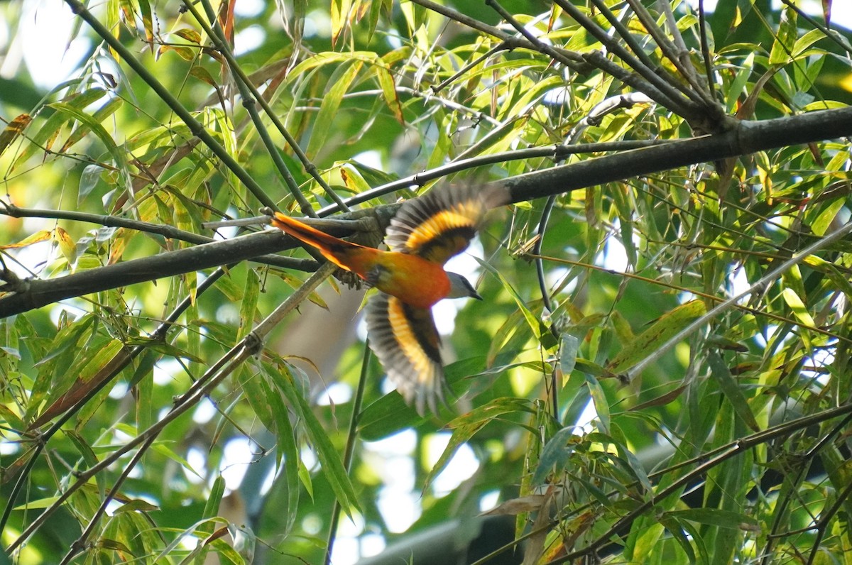 Minivet Gorjigrís - ML628294502