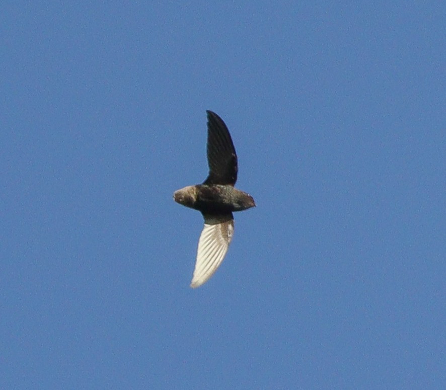 Short-tailed Swift - ML628294549