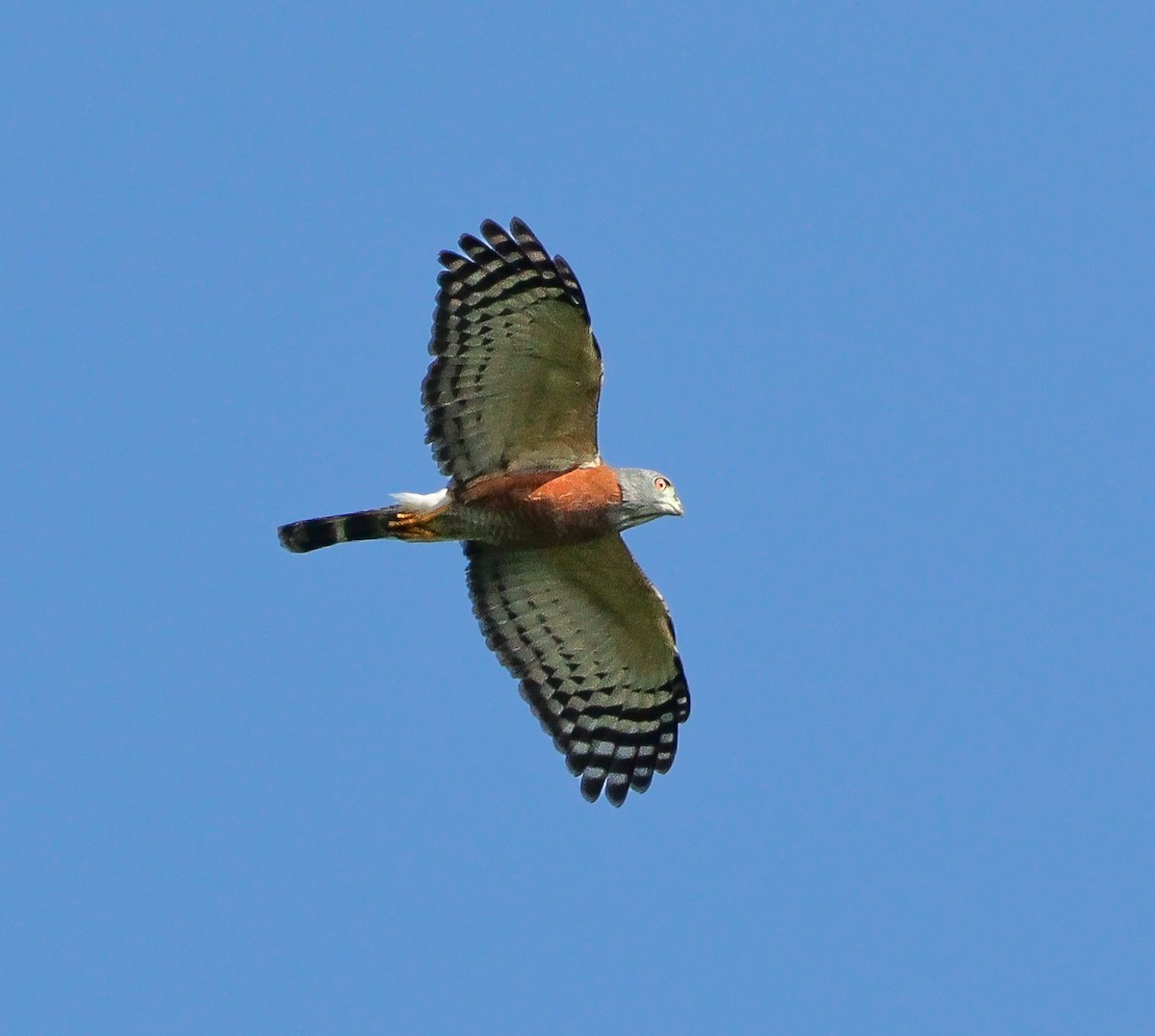 Double-toothed Kite - ML628294561