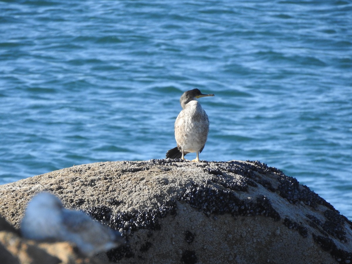 European Shag - ML628294650