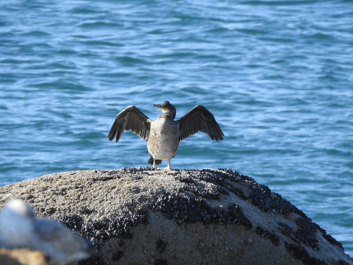 European Shag - ML628294651