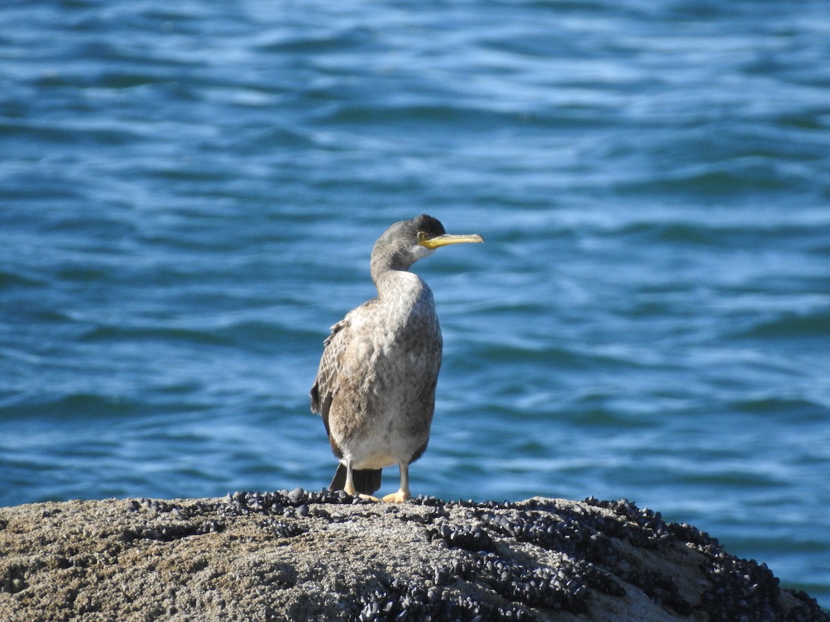 European Shag - ML628294652