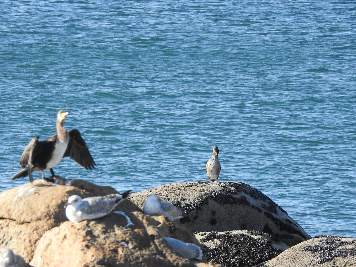 European Shag - ML628294653