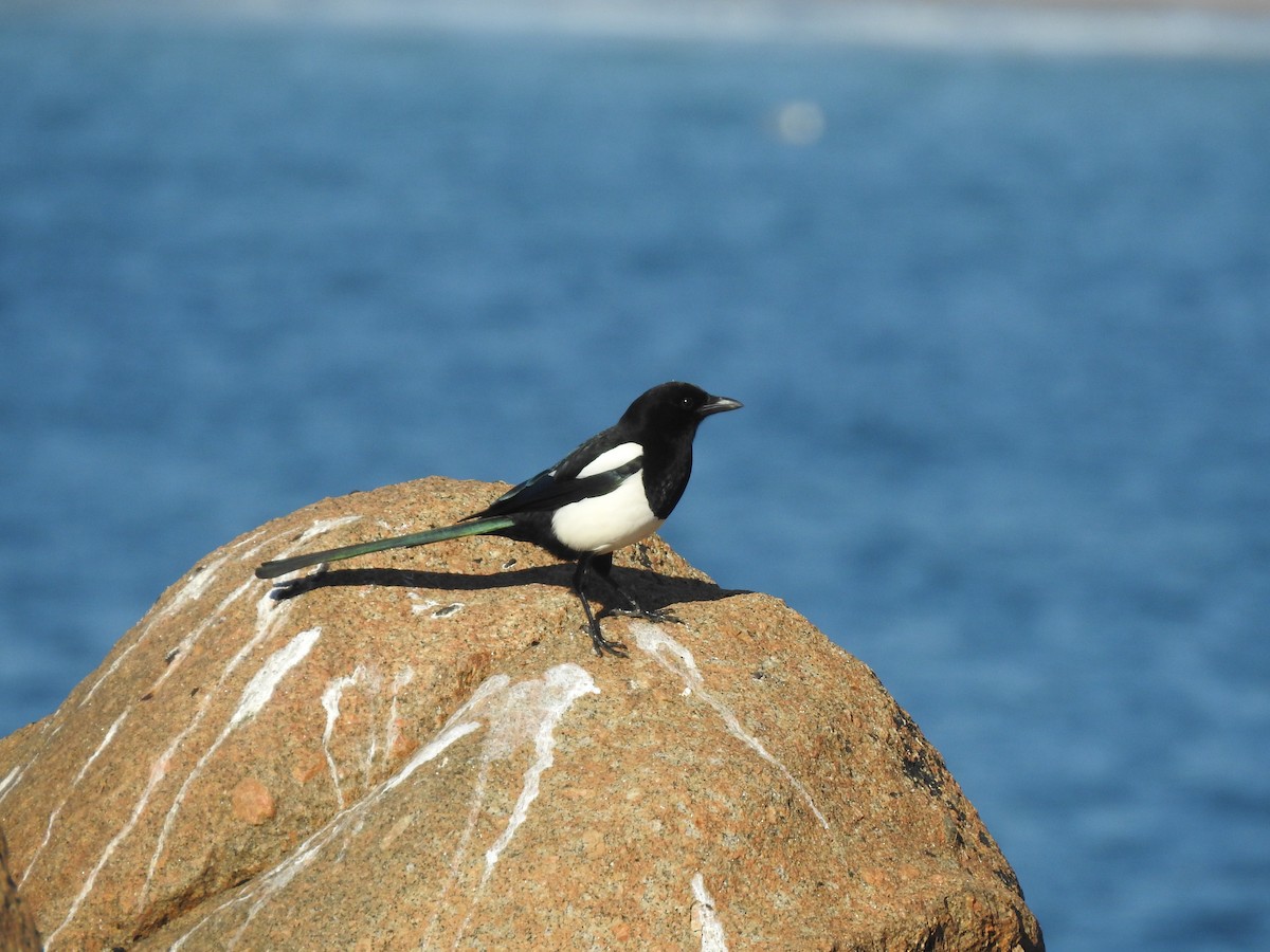 Eurasian Magpie - ML628294703