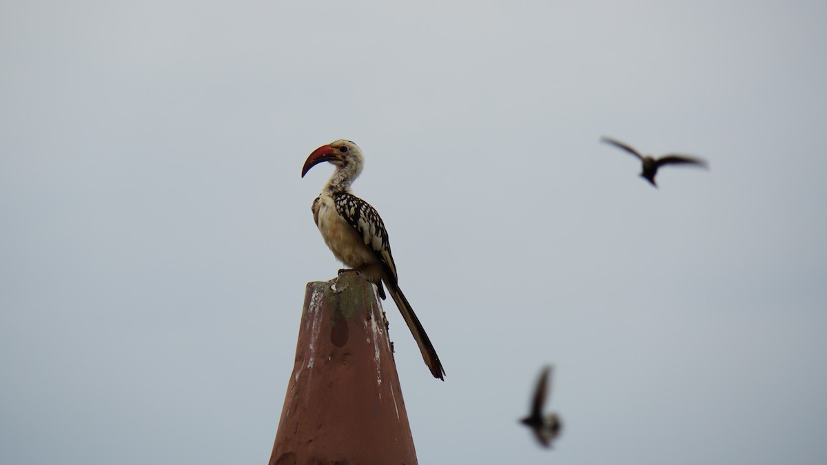 Northern Red-billed Hornbill - ML628294792
