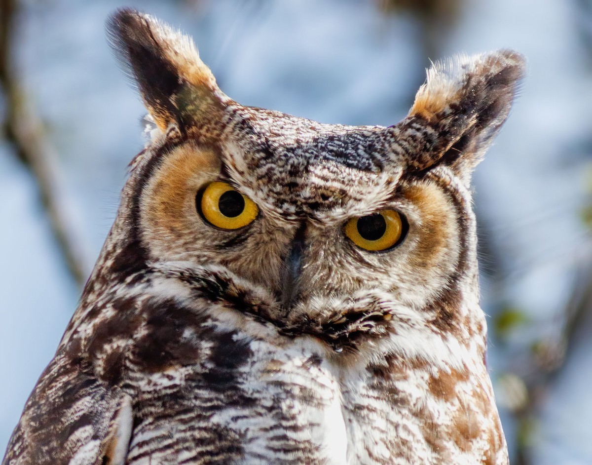 Great Horned Owl - ML628294900