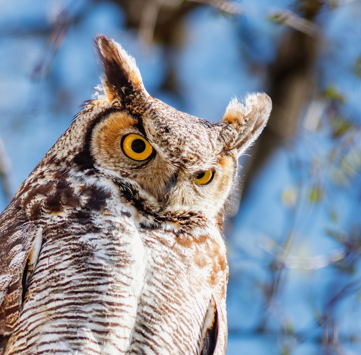 Great Horned Owl - ML628294901