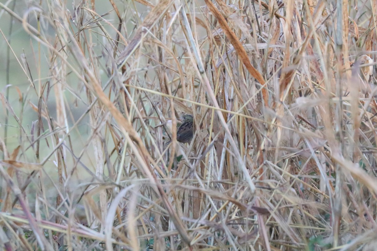 Henslow's Sparrow - ML628294928