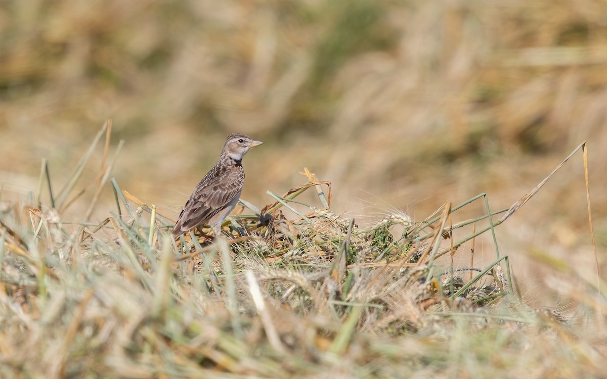 Calandra Lark - ML628295283
