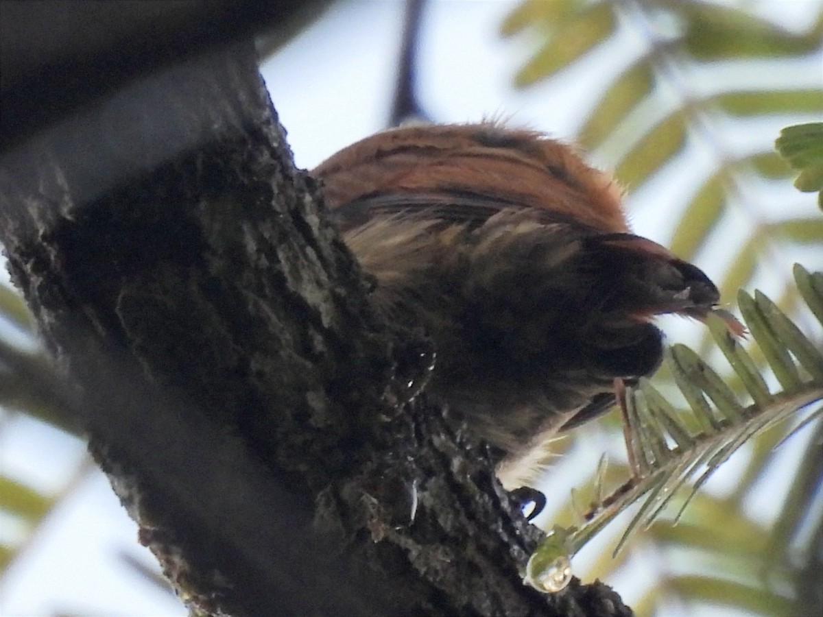 Slender-billed Xenops - ML628295306