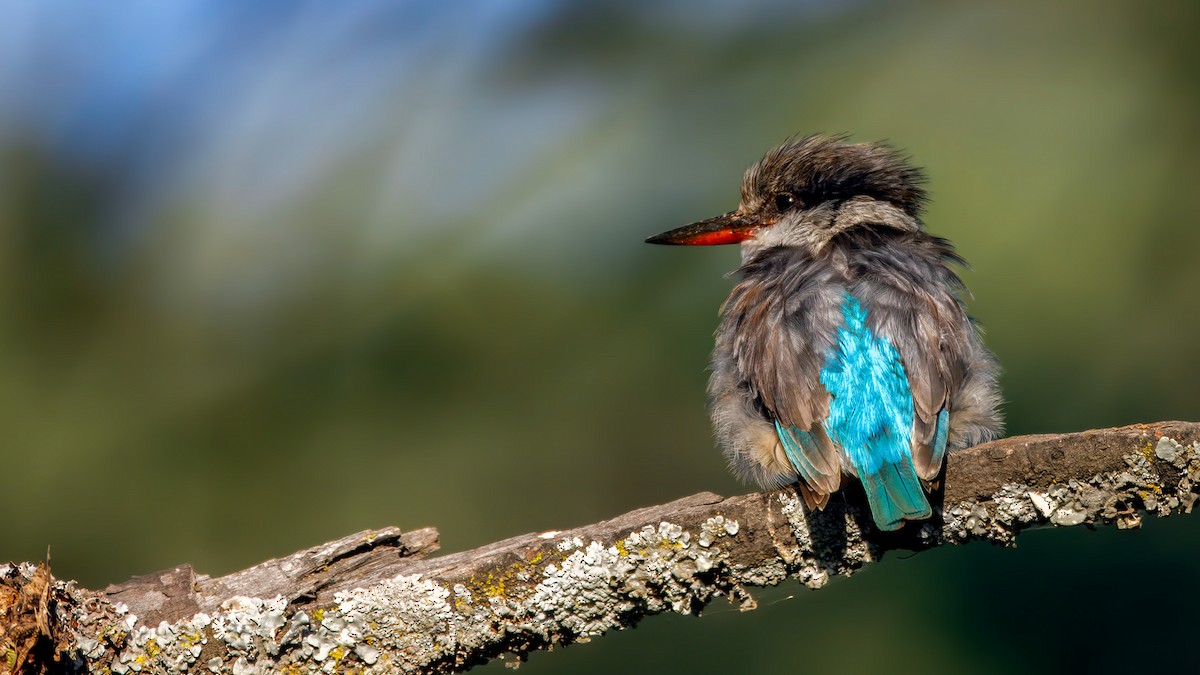 Striped Kingfisher - ML628295355