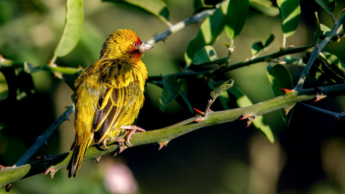 Rüppell's Weaver - ML628295363