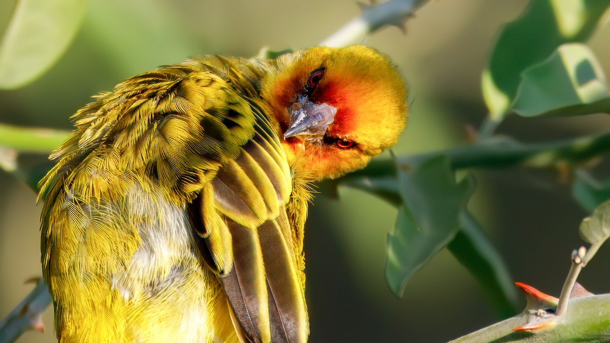 Rüppell's Weaver - ML628295369