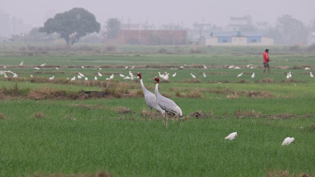 Sarus Crane - ML628295434