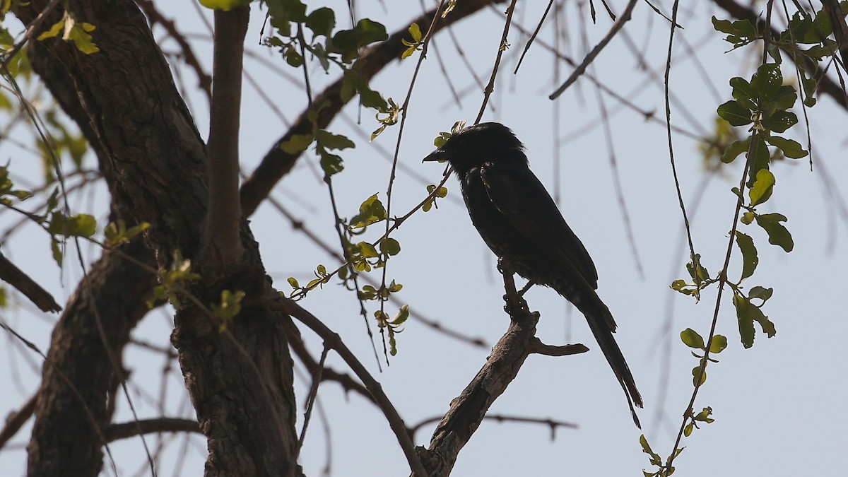 Trauerdrongo (apivorus) - ML628295532