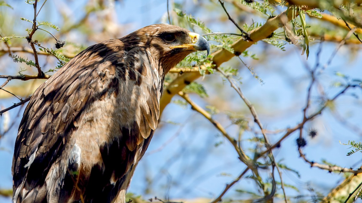 Tawny Eagle - ML628295557