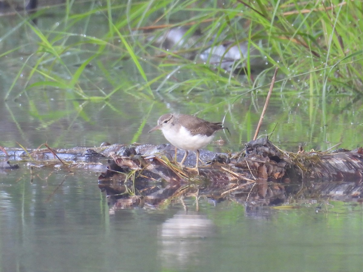 Spotted Sandpiper - ML628295590