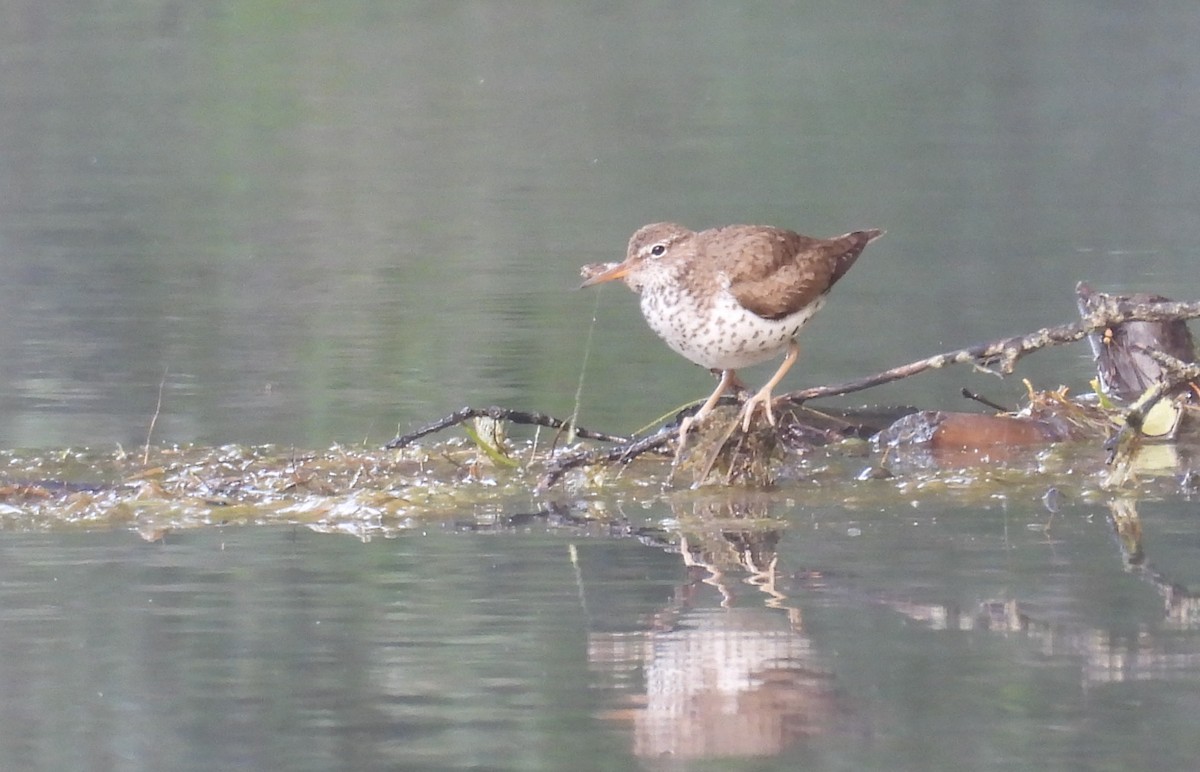Spotted Sandpiper - ML628295592