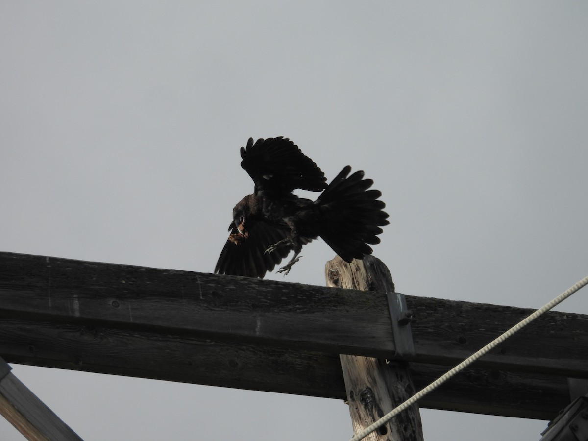Common Raven - ML628295630