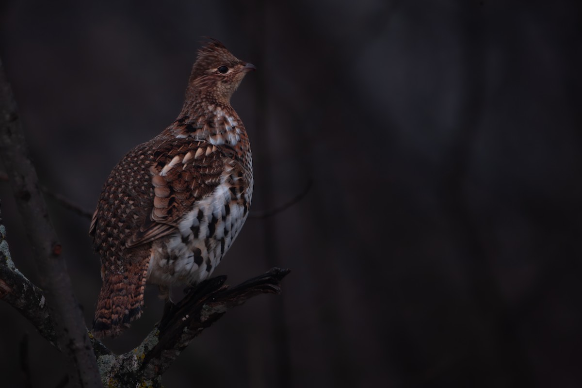 Ruffed Grouse - ML628295720