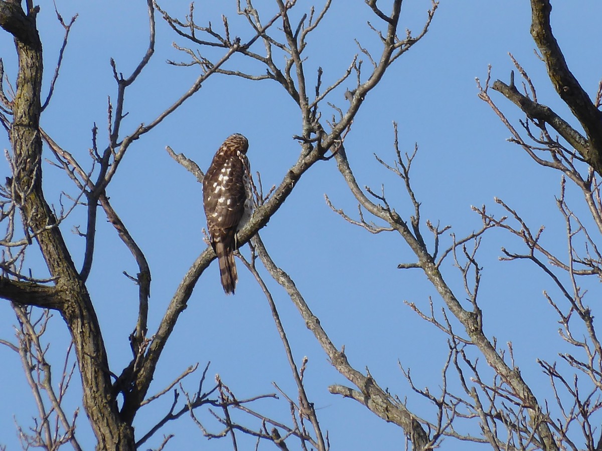 Cooper's Hawk - ML628295825