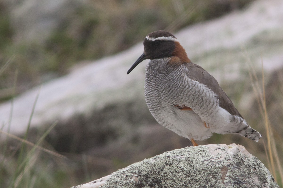 Diademed Sandpiper-Plover - ML628295904