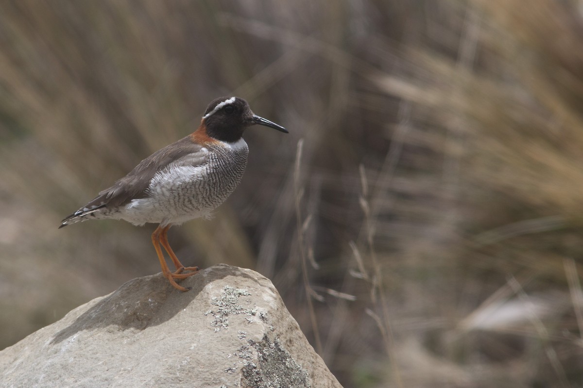 Diademed Sandpiper-Plover - ML628295905