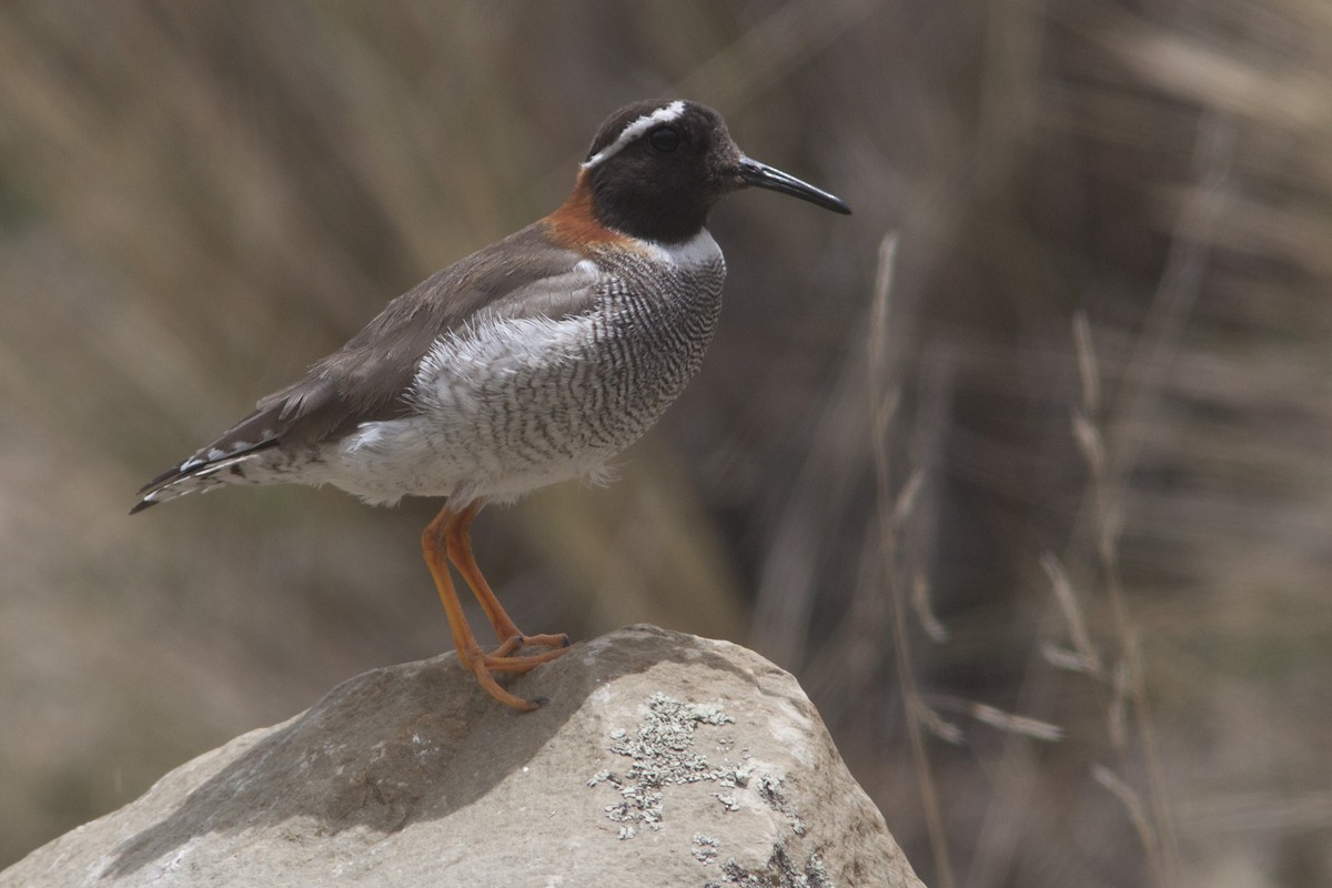 Diademed Sandpiper-Plover - ML628295931