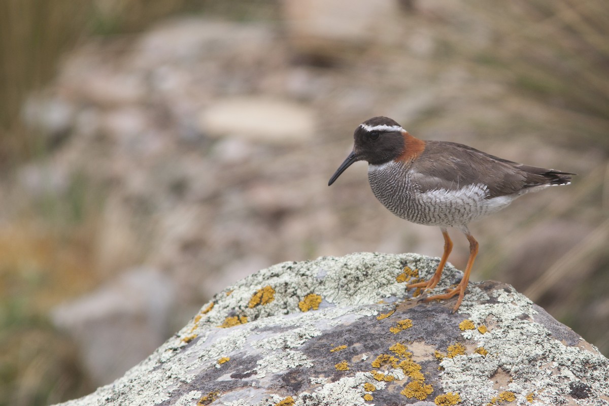 Diademed Sandpiper-Plover - ML628295932