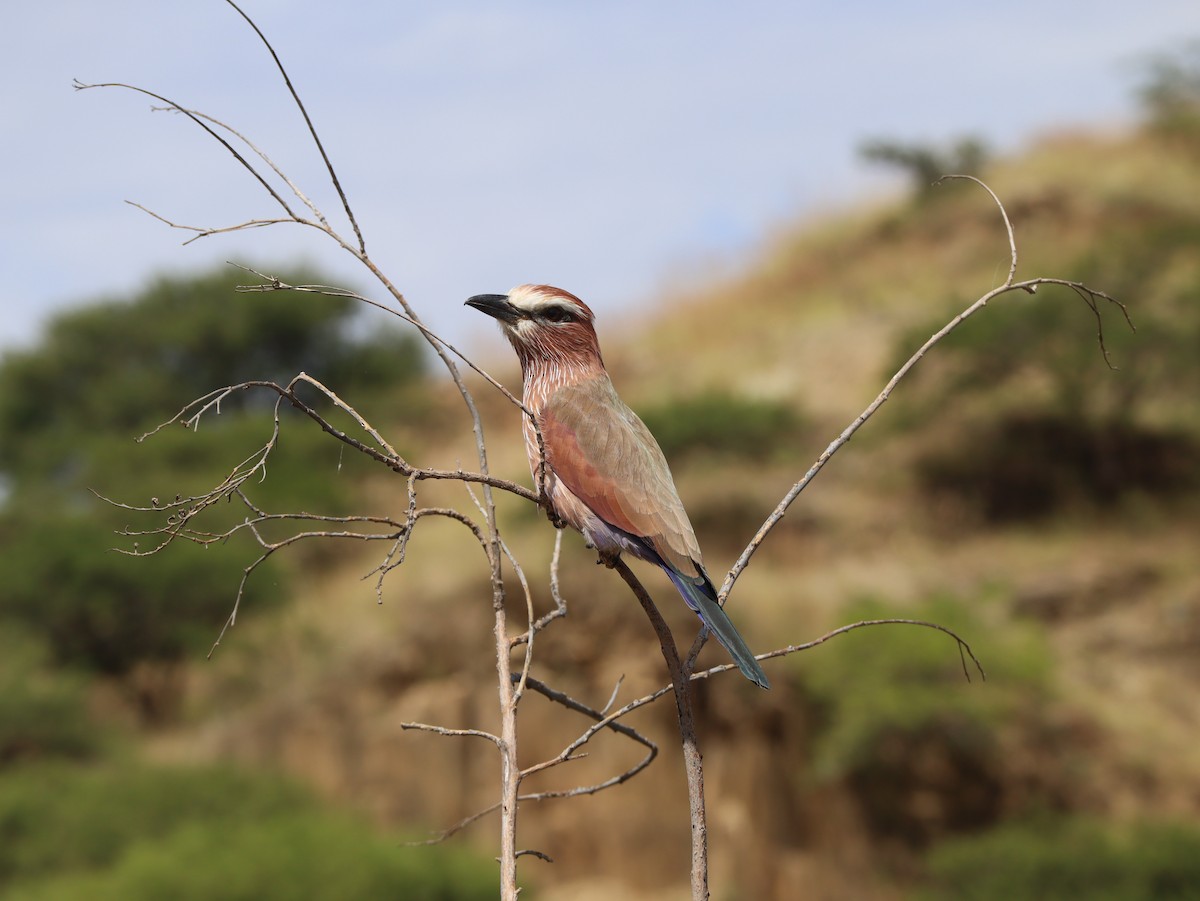 Purple Roller - ML628295978