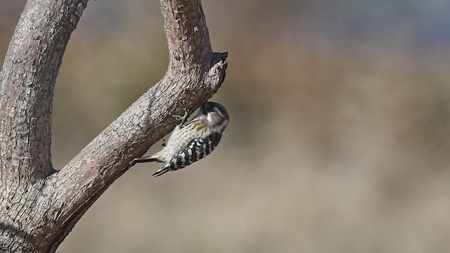 Japanese Pygmy Woodpecker - ML628296274