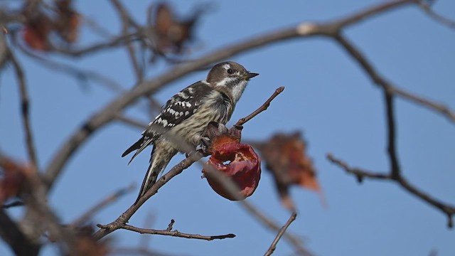 Japanese Pygmy Woodpecker - ML628296275