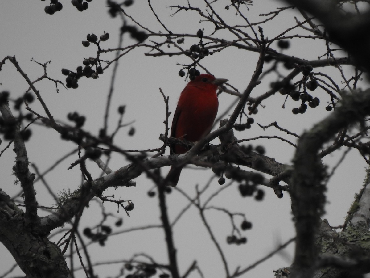 Summer Tanager - ML628296349