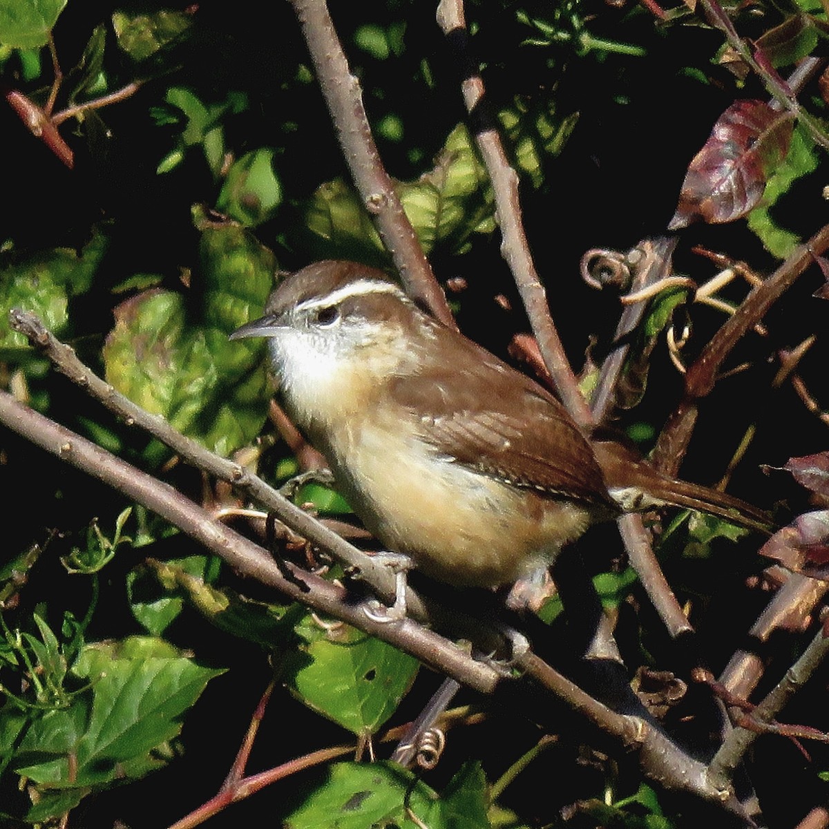 Carolina Wren - ML628296386