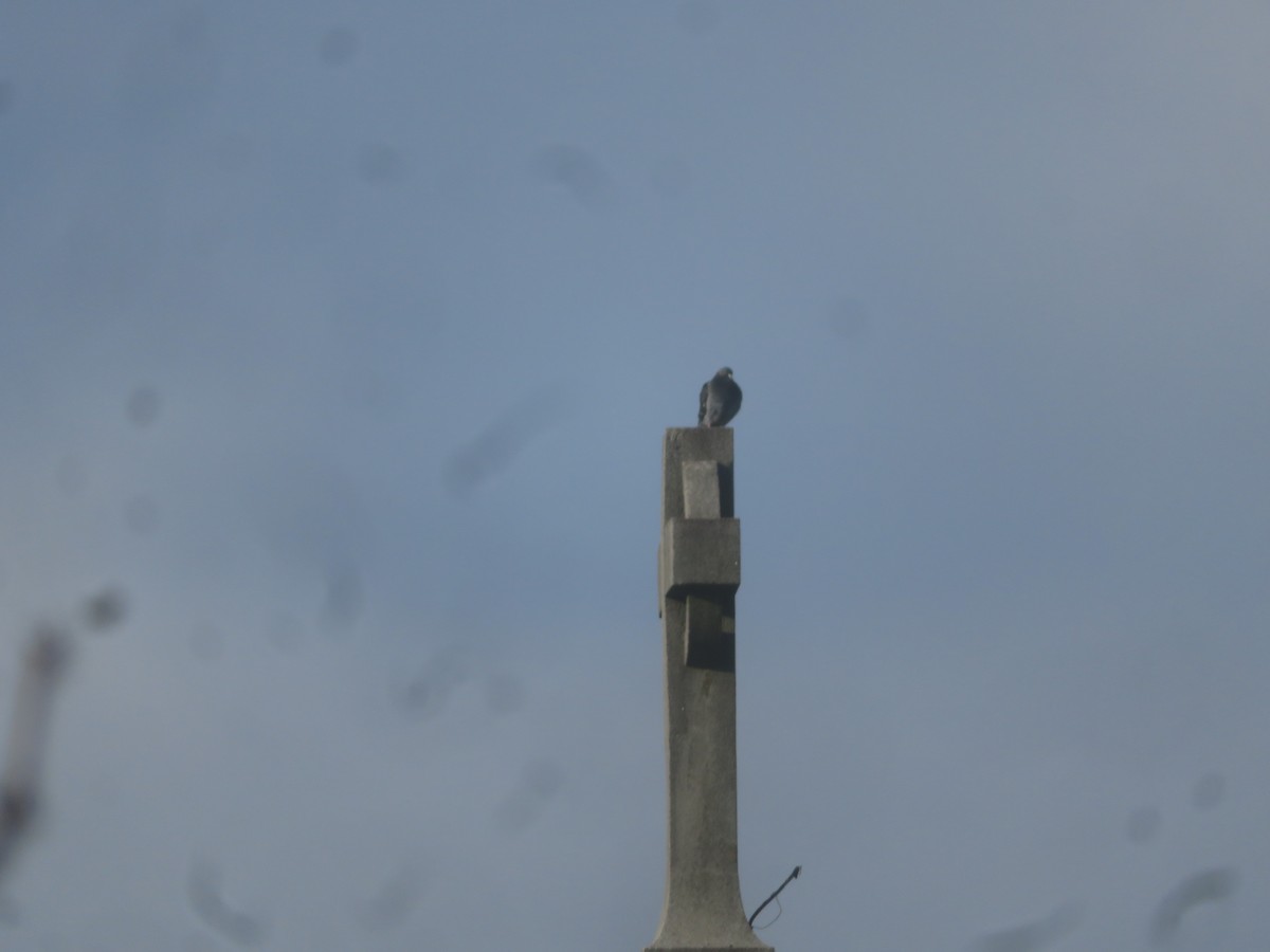 Rock Pigeon (Feral Pigeon) - ML628296582