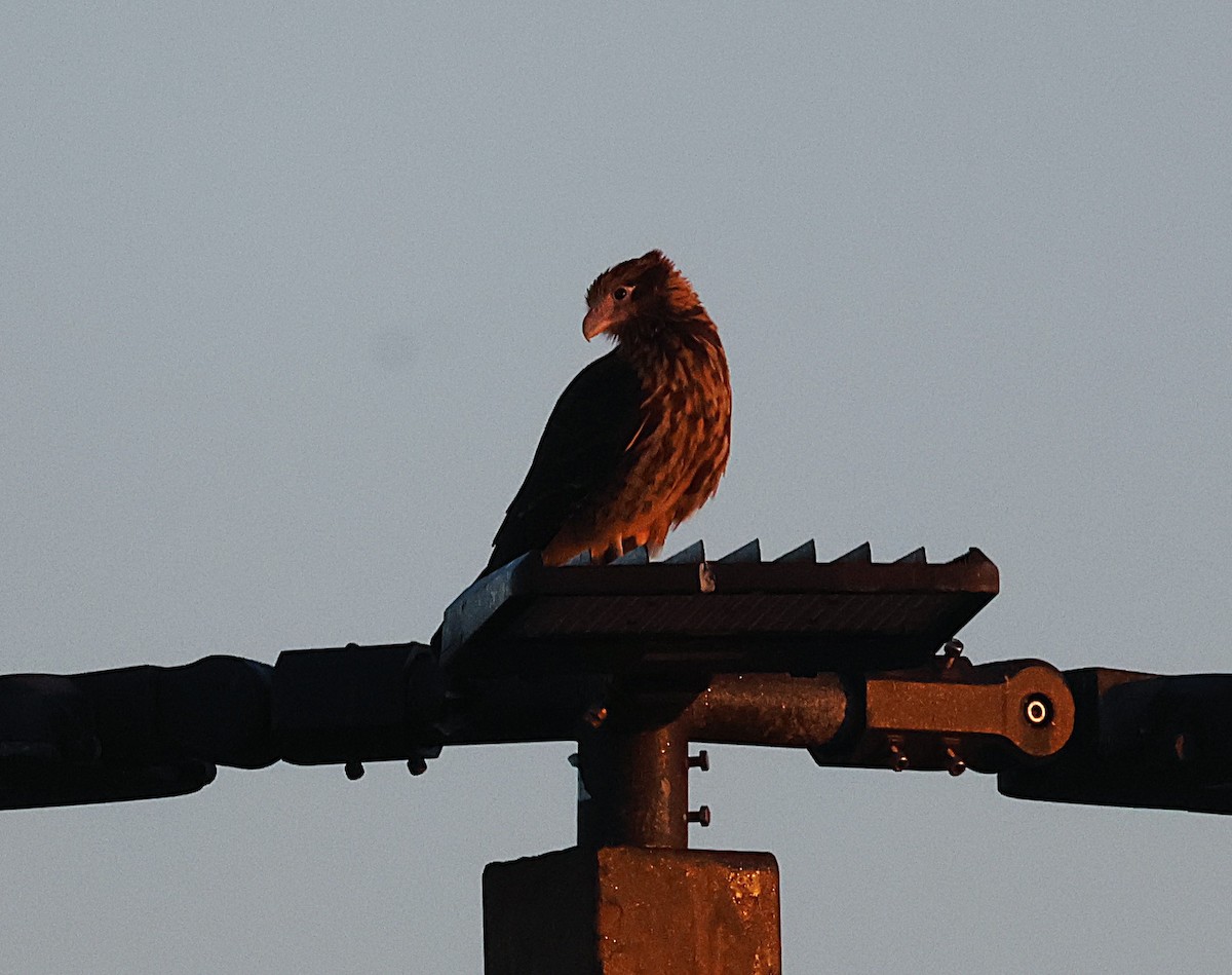 Yellow-headed Caracara - ML628296595