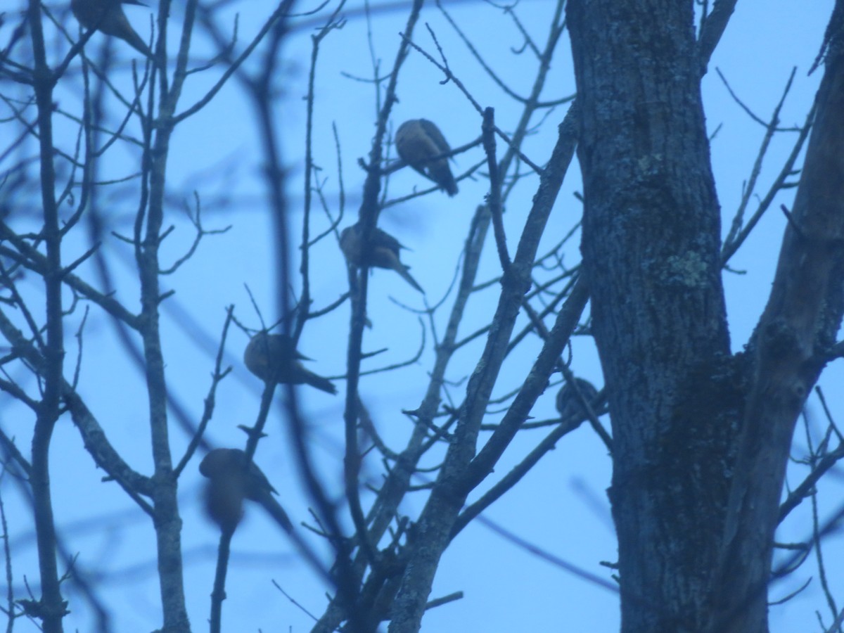 Mourning Dove - ML628296599