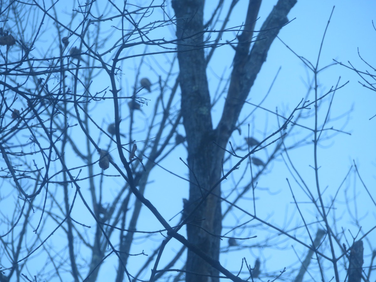 Mourning Dove - ML628296600