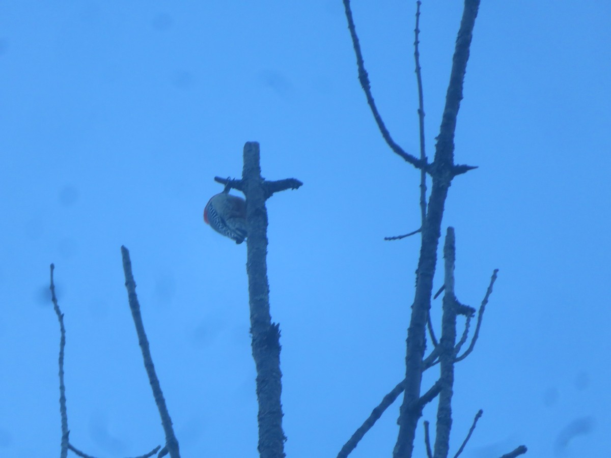 Red-bellied Woodpecker - ML628296611