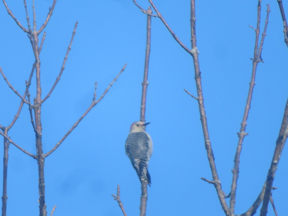 Red-bellied Woodpecker - ML628296612