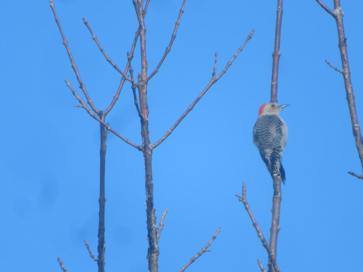 Red-bellied Woodpecker - ML628296613