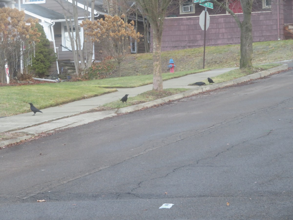 American Crow - ML628296636