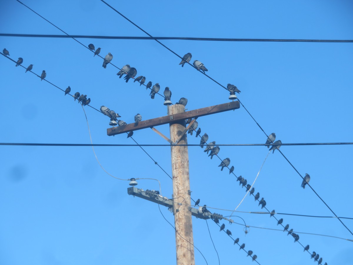 European Starling - ML628296656